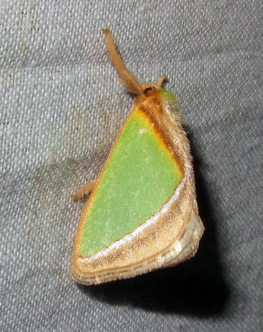 a close up view of a yellow and green moth