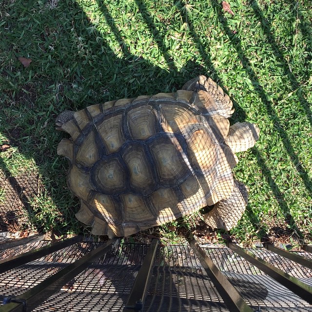 large tortoise crawling through an enclosure on top of stairs