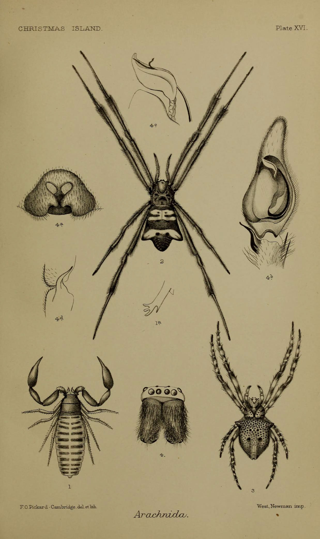 an old print with some types of bugs and insects