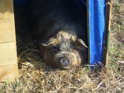 a baby pig sitting in its outdoor coop