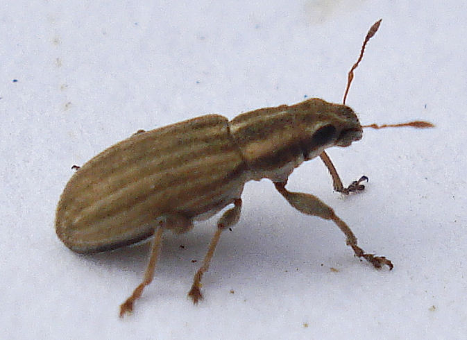 a brown bug walking on the white floor