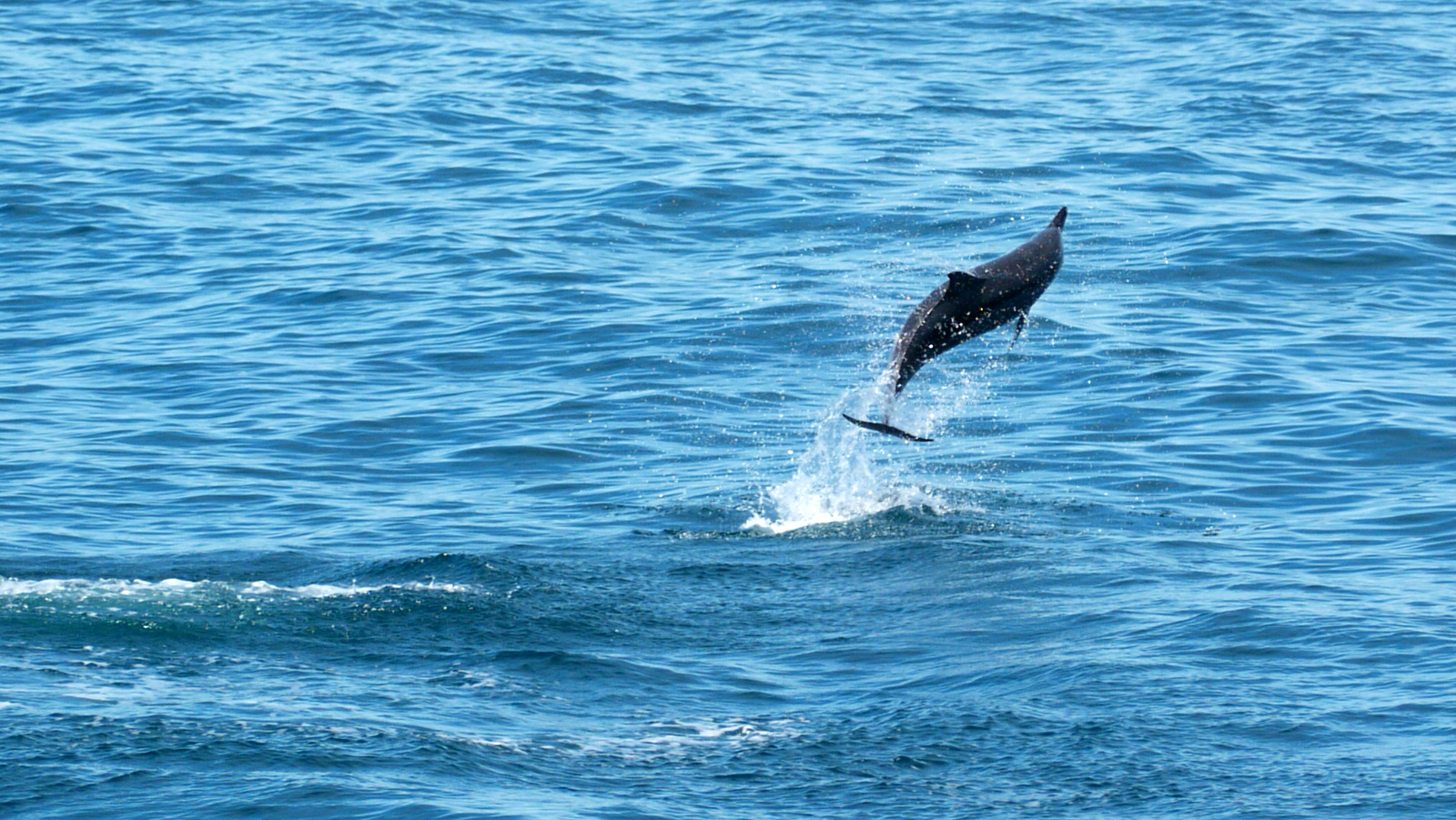 a dolphin jumping out of the water near shore