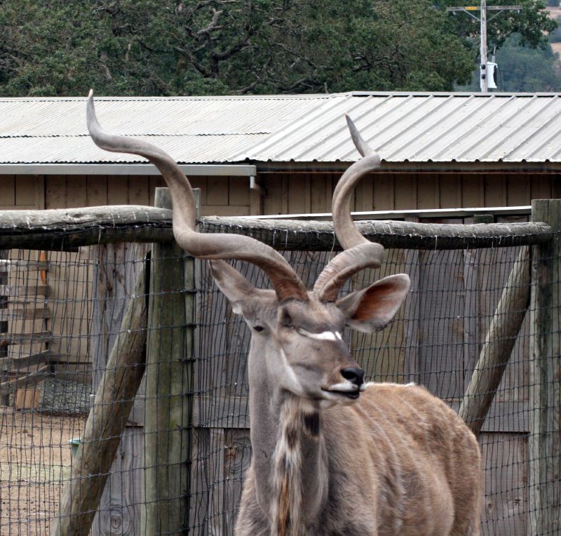 a white deer with huge horns and a long neck stands in front of a wire fence