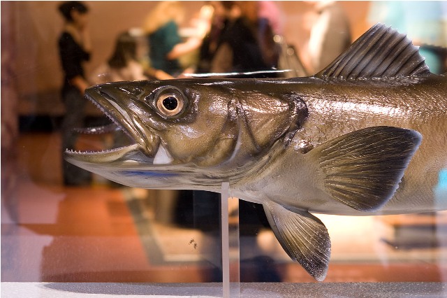 a fake fish on display in front of glass