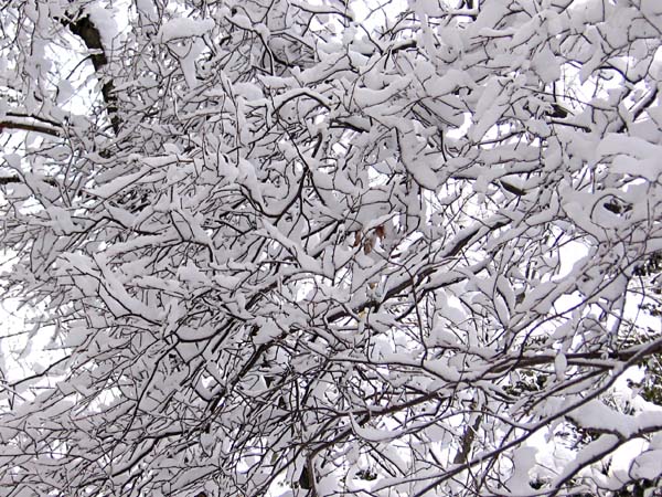 a tree is covered with thick snow in the winter