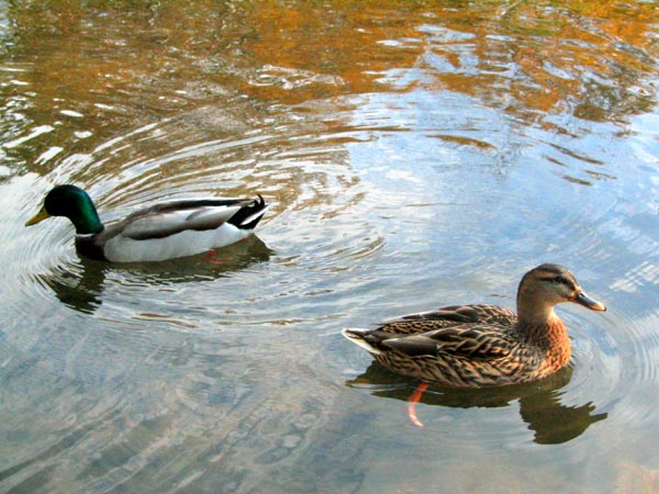 two ducks are swimming together in the pond