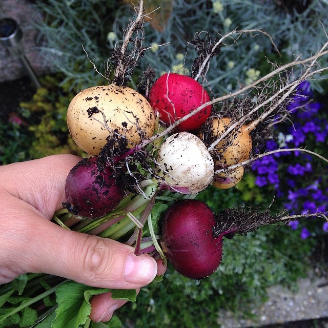 a bunch of radishes sitting in someone's hand