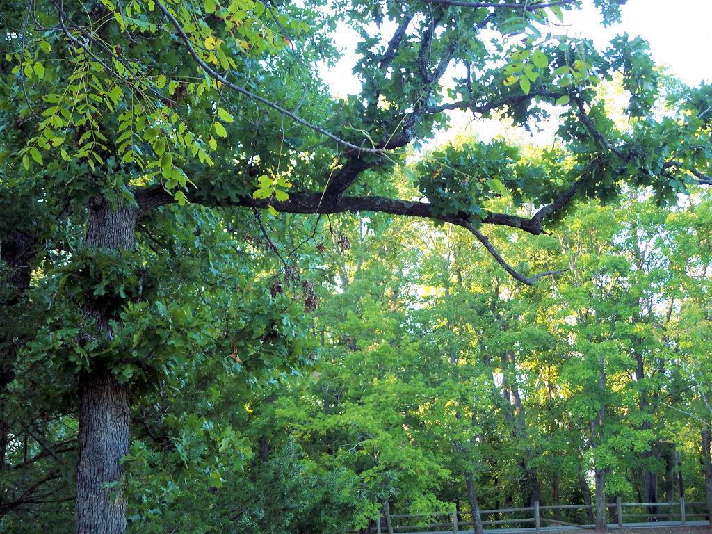 a park bench with a fence in the background