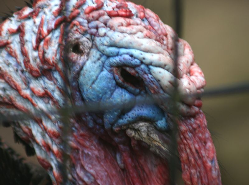 close up of a red, blue and white turkey through a barbed wire fence