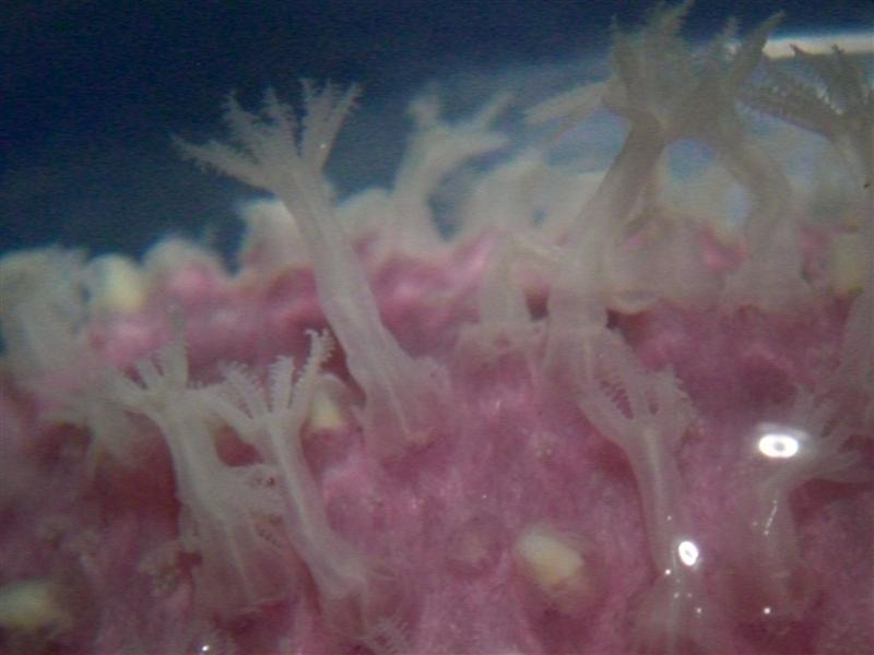 some very pretty pink and white corals underwater