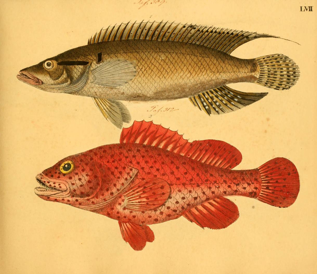 a drawing of two fish on display on a page