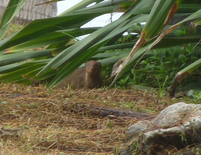 a small rodent among vegetation in a garden