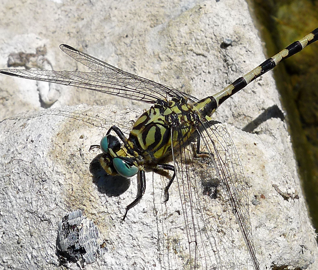 a dragonfly resting on a rock with another nearby