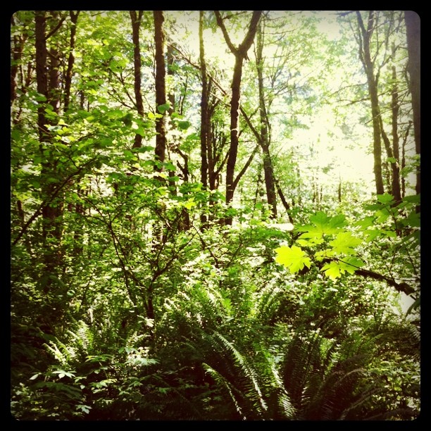 bright green trees and ferns are growing in the forest