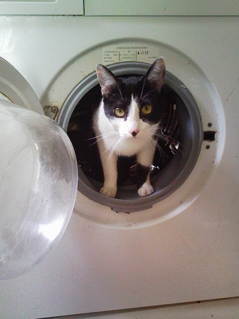 a black and white cat is peeking from inside the front of an appliance