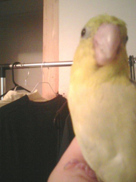 a close up of a small bird on a person's arm