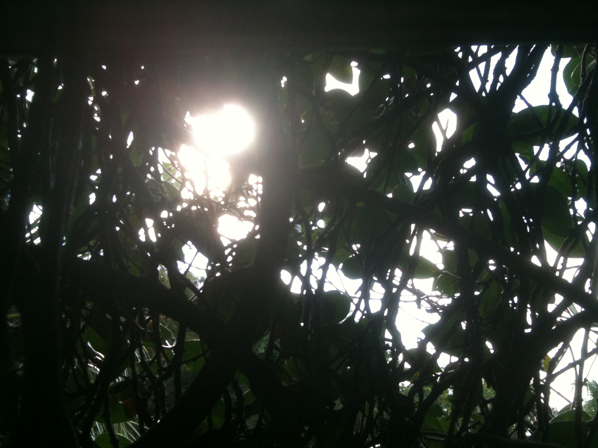 sunlight through some leaves with dark shadows