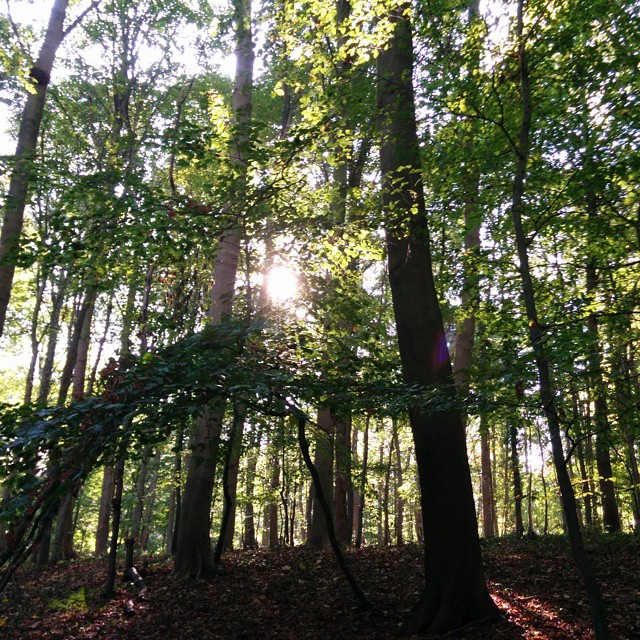a sunlight rays through the trees in a forest