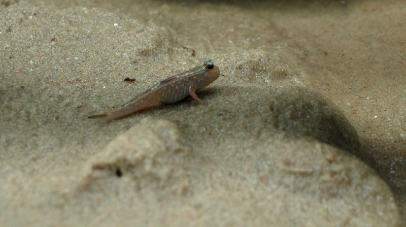 a close up of a fish in the sand