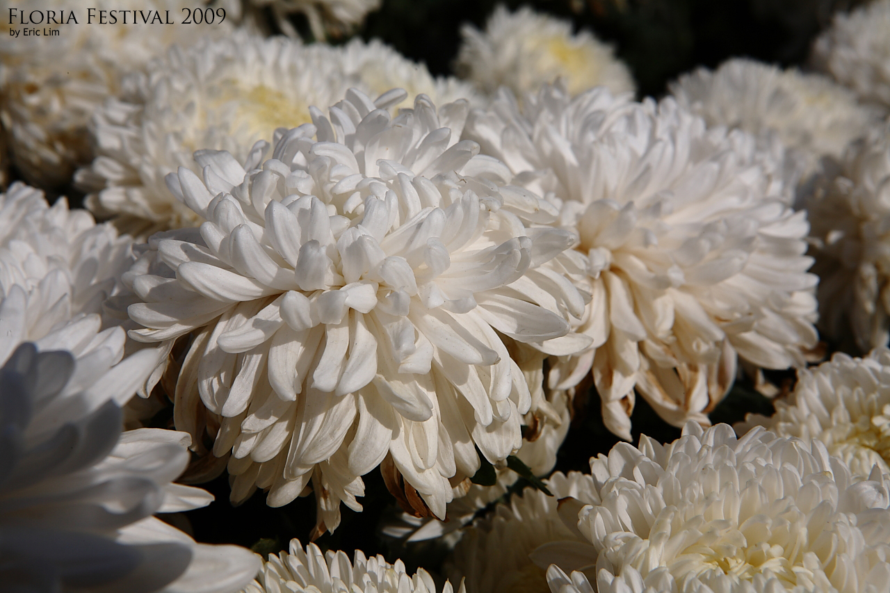 a bunch of white flowers are shown close to the camera