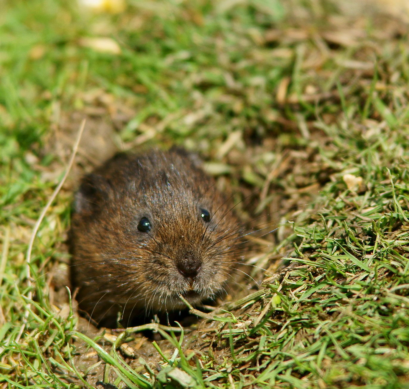 an image of a small animal looking through a hole in the grass