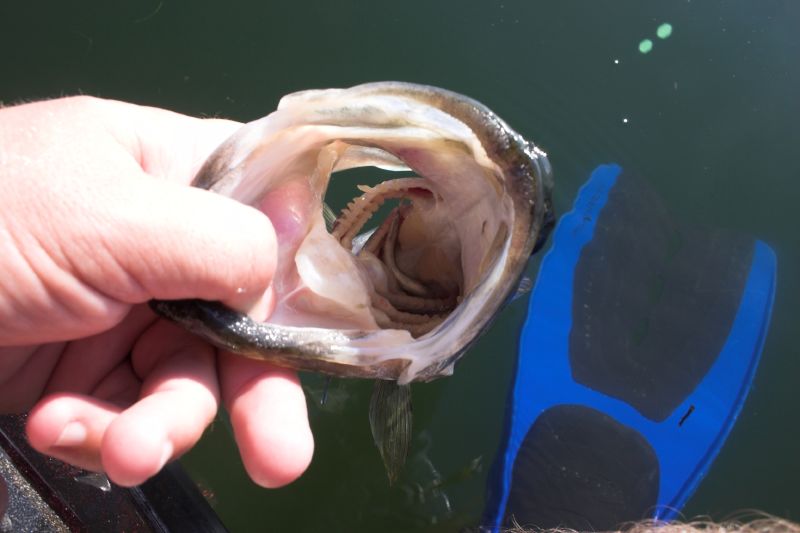 someone holding an open fish mouth by a boat