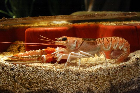 the shrimp is not eating, but has a long tail