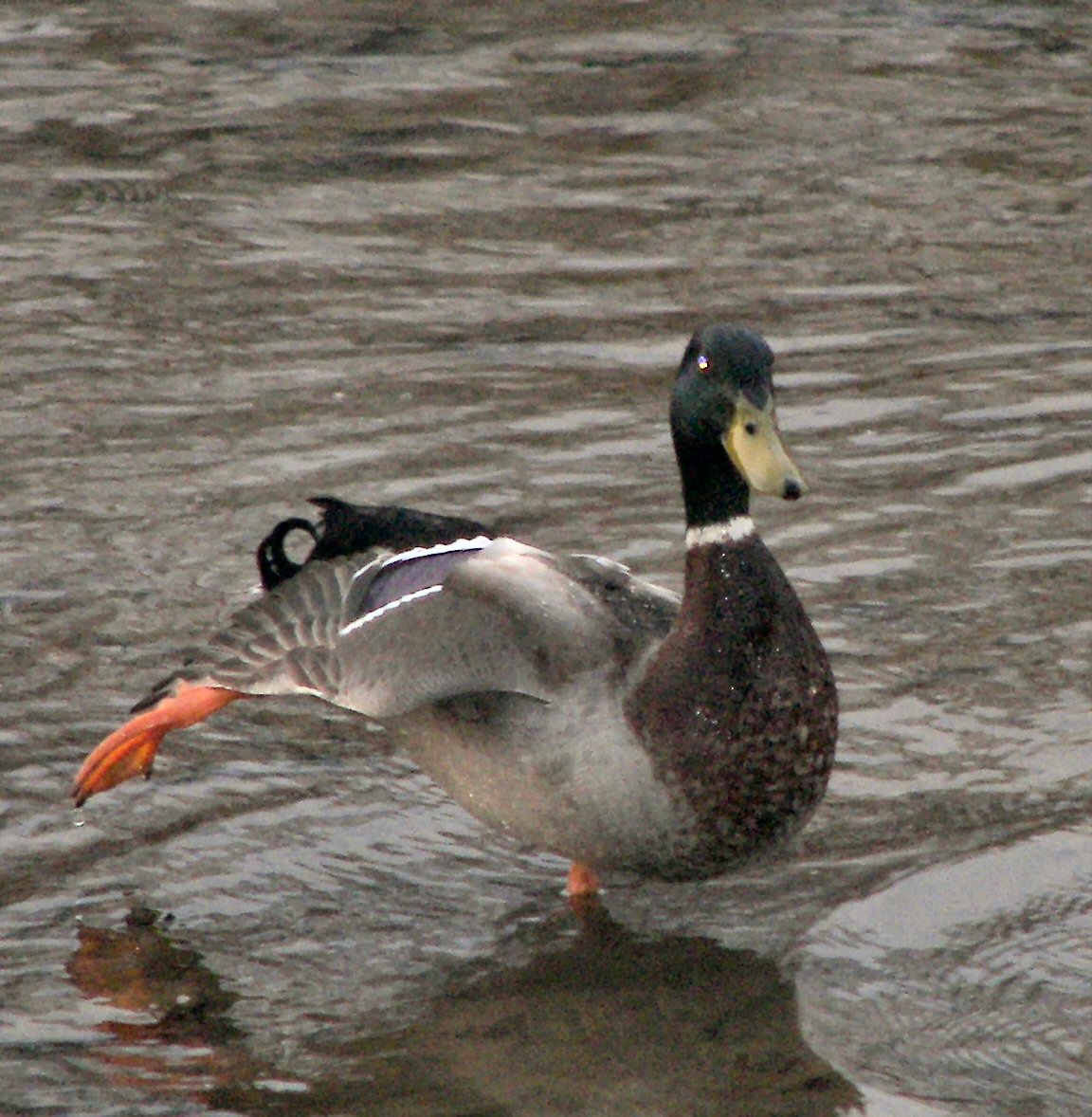 a duck in a river looking for food