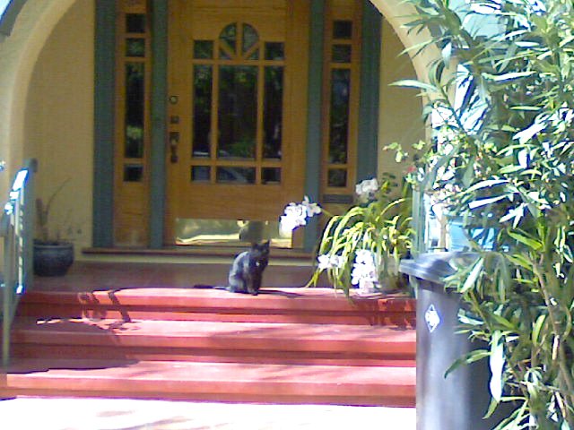 a black cat on steps in front of a house