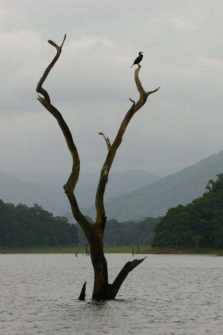 two large birds sitting on the nches of a tree in water