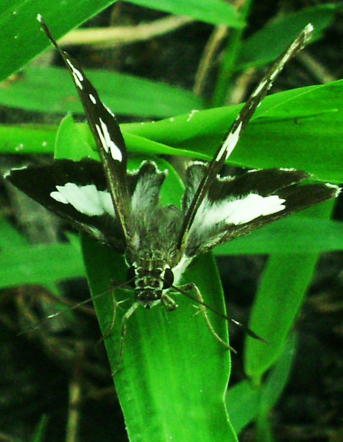 small white and black insect on green leaf