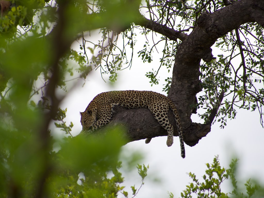 a jaguar resting in the nches of a tree