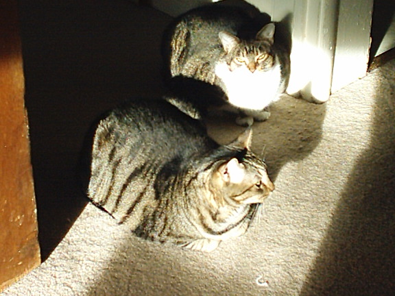 two tabby cats sitting next to each other near a closed door