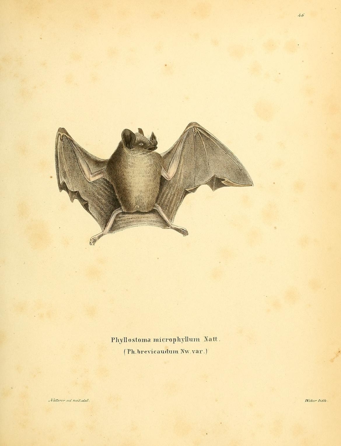 a bat flies very close to the ground with its wings spread
