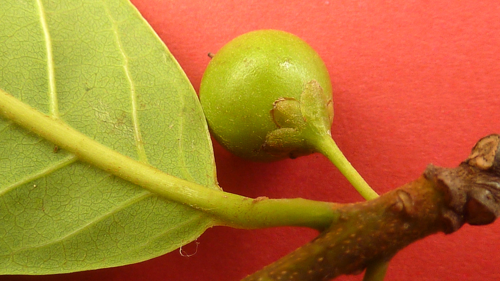 a sprout of fruit with a bud attached