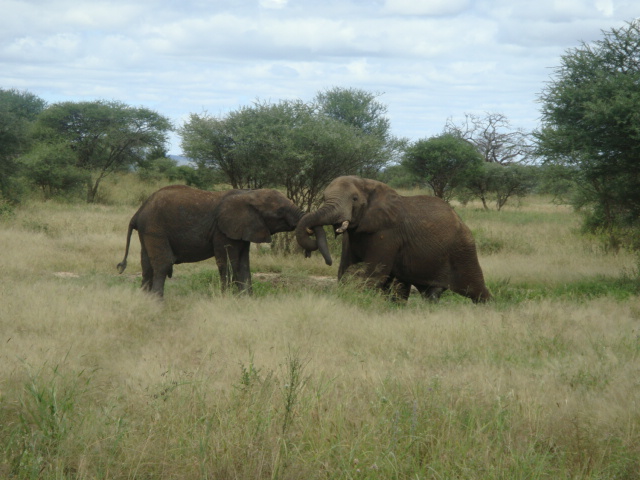 two elephants standing next to each other in the grass