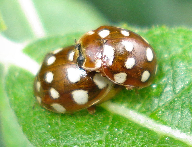 two spotted bugs resting on a green leaf