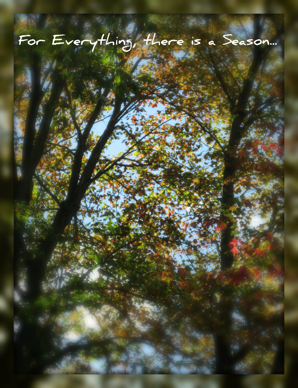 looking through the nches of a tree to the sky