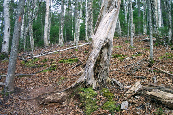 a log and tree in the middle of a forest