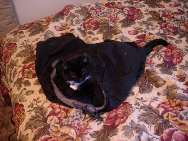 a black and white cat sitting in an opened quilt on the bed