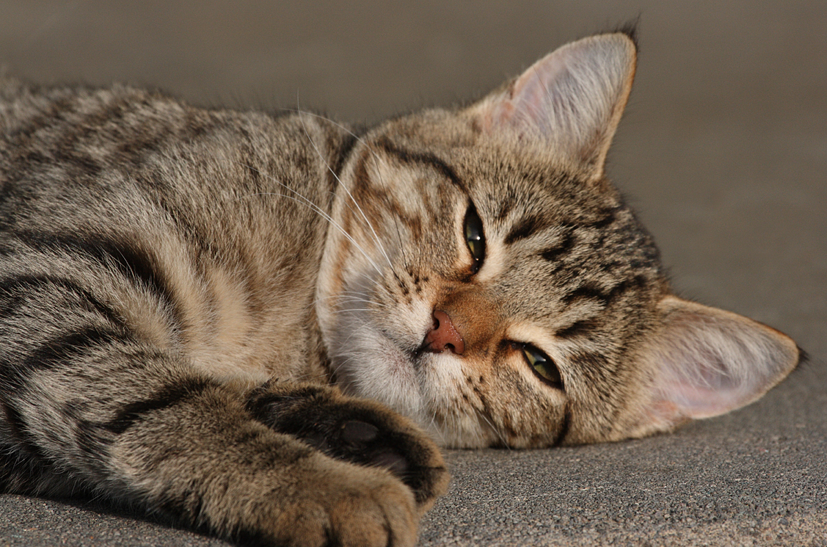 a striped cat sleeping on the ground