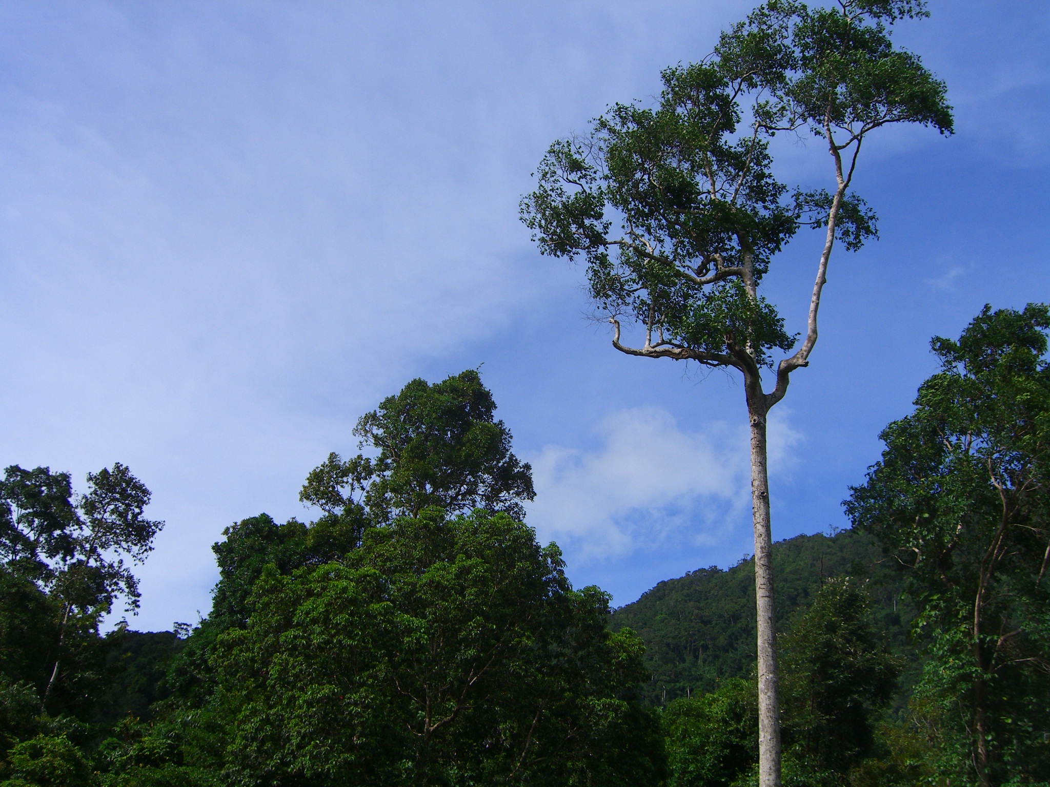 a large tree standing next to trees on a hillside