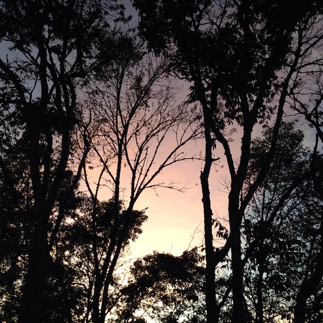 silhouettes of trees and shrubs in front of a sunset