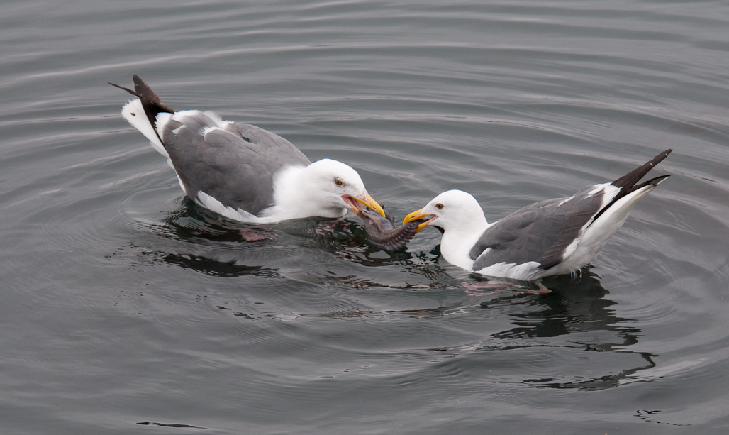 two birds sitting on top of a large body of water