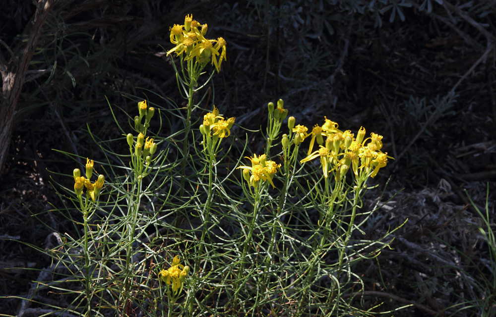 a large group of yellow flowers stand in a field