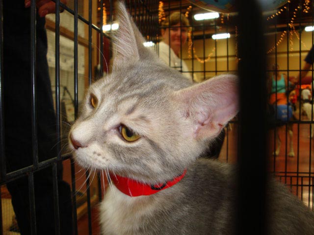 a cat sitting in a cage at a petting zoo