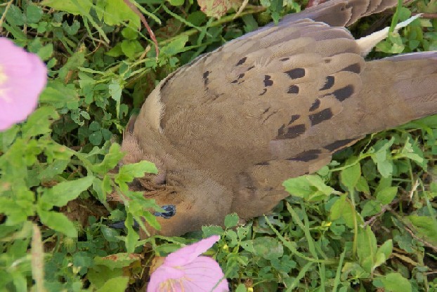 a bird has it's head stuck in some weeds