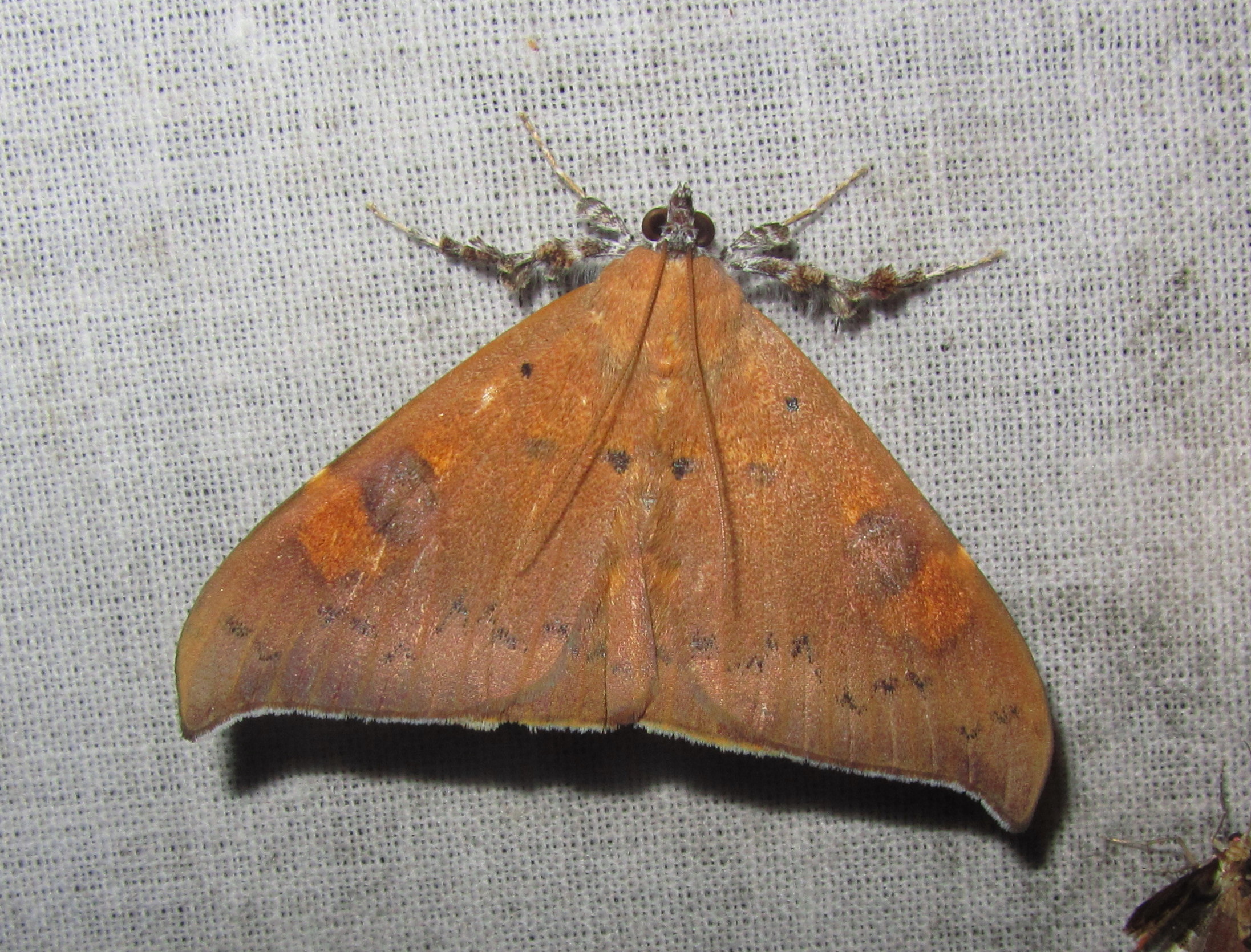 a moth on the surface that is very brown