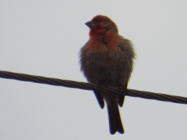 small red and brown bird perched on wire on cloudy day