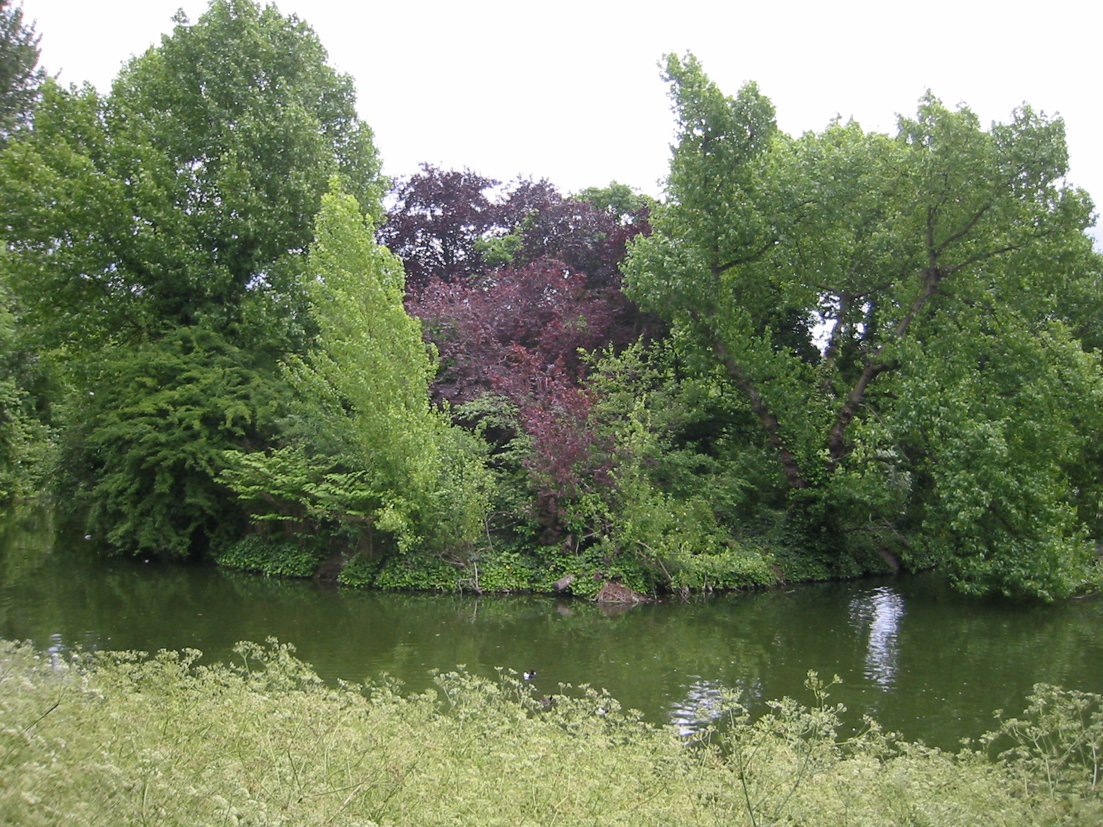 green foliage surrounding a small river in a wooded area